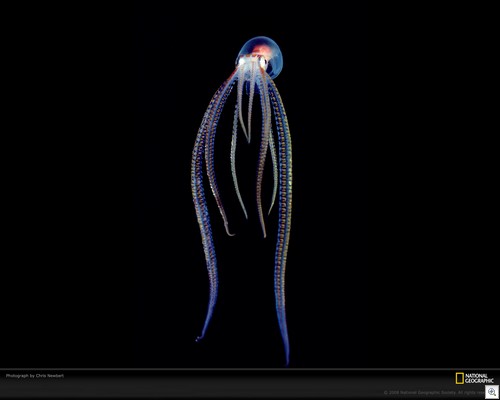 Translucent-pelagic-octopus-newbert-1145307-xl